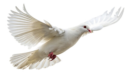 Obraz premium White dove in flight isolated on a white background PNG.AI GENERATED