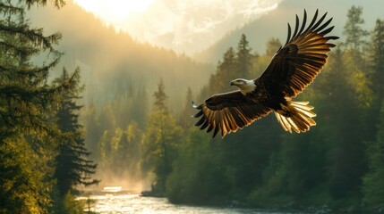 Obraz premium Soaring Eagle: A majestic bald eagle, with its wings spread wide, glides effortlessly against a stunning backdrop of a sun-drenched forest landscape, embodying freedom and power.