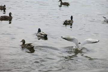 swans with chicks, ducks and seagulls swim in the lake