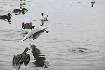 swans with chicks, ducks and seagulls swim in the lake