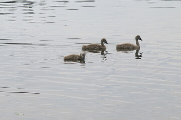 swans with chicks, ducks and seagulls swim in the lake