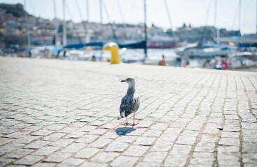 A seagull stands on a cobblestone path, curiously observing the bustling harbor where yachts sway...