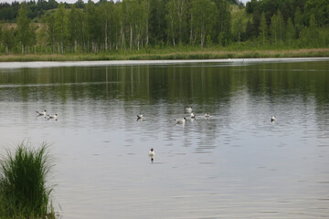 swans with chicks, ducks and seagulls swim in the lake
