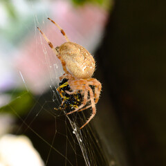caught in the spider web