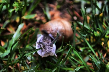 snail in the grass