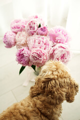 Light Brown Dog Sniffing Pink Peony Flowers in Bright Room with White Background