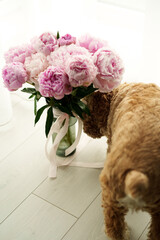 A dog exploring a vase of vibrant pink peonies on a light wooden floor