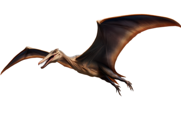 Pterodactyl soaring through the sky as a concept of prehistoric flight on a transparent background