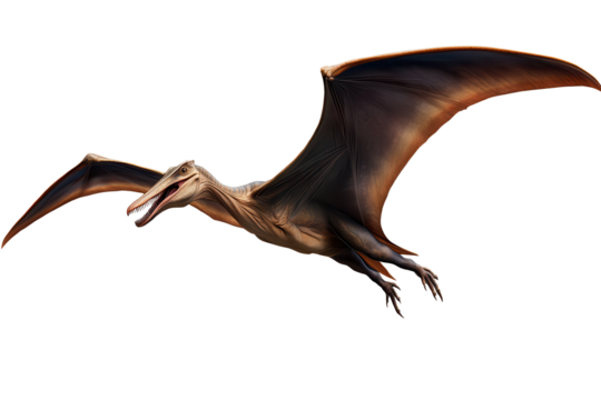 Pterodactyl soaring through the sky as a concept of prehistoric flight on a transparent background