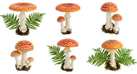 Vibrant red and orange mushrooms grow amidst lush green ferns, showcasing nature's beauty in a serene forest setting