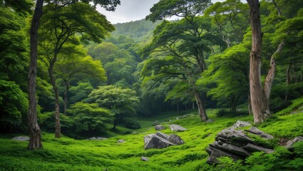 Lush green forest with tall trees and rocks, peaceful natural landscape.