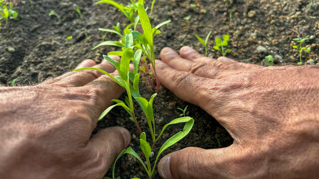 Fare l'orto, coltivare ortaggi, piante e fiori.
Palmi delle mani appoggiate sulla terra sistemano il terreno e in mezzo delle piante con piccole foglie verdi appena nate.