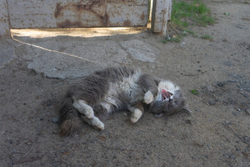 Fluffy gray cat with playful mood yawning while rolling on dirt ground against rusty gate background