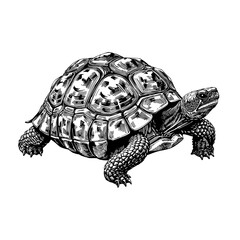 Fototapeta premium A detailed ink illustration of a desert tortoise, with the image style emphasizing intricate textures and the creature's unique shell pattern. The artwork embodies the timeless charm of the tortoise.