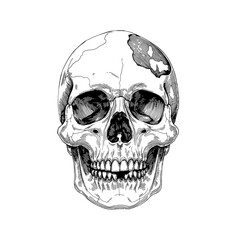 Obraz premium A detailed black and white rendering of a human skull, showcasing the intricate skeletal structure and fine artistic detail. Evoking contemplation on mortality, and anatomy.