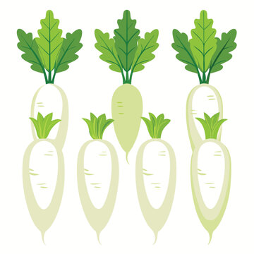 six daikon radis vegetable separately set  isolated  on white background