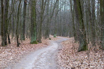 small path in autumn forest. old crooked trees. hike in park. Forest hike in woods on small path....