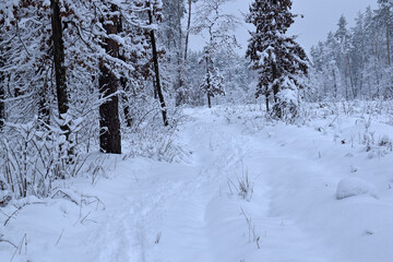 Obraz premium winter forest trees in the snow frost. Fantastic winter landscape. National Park. Carpathian, Ukraine, Europe. Beauty world. winter forest trail, cold season. a lot of snow. road in winter forest