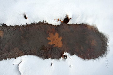 Oak leaves frozen in ice. autumn leaves, both in late autumn and winter. first snow or winter...