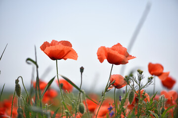 Naklejka premium poppies. delicate petals of red poppies in the sun. background with poppy flowers. Beautiful red poppy wild flower and buds in the field. beauty in nature. close-up. spring season, summer time