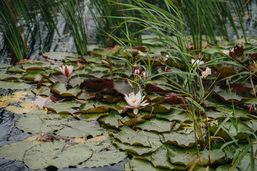 water lilies and lily pads in a pond