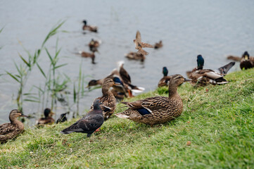 A group of ducks are standing in a grassy area by a body of water. The ducks are white and appear to be resting