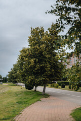 Linden tree flowers clusters tilia cordata, Pharmacy, apothecary, natural medicine, healing herbal tea
