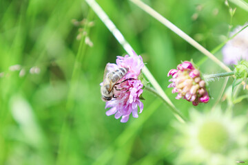 A bee collects nectar from a delicate purple flower against a blurred green background, emphasizing...