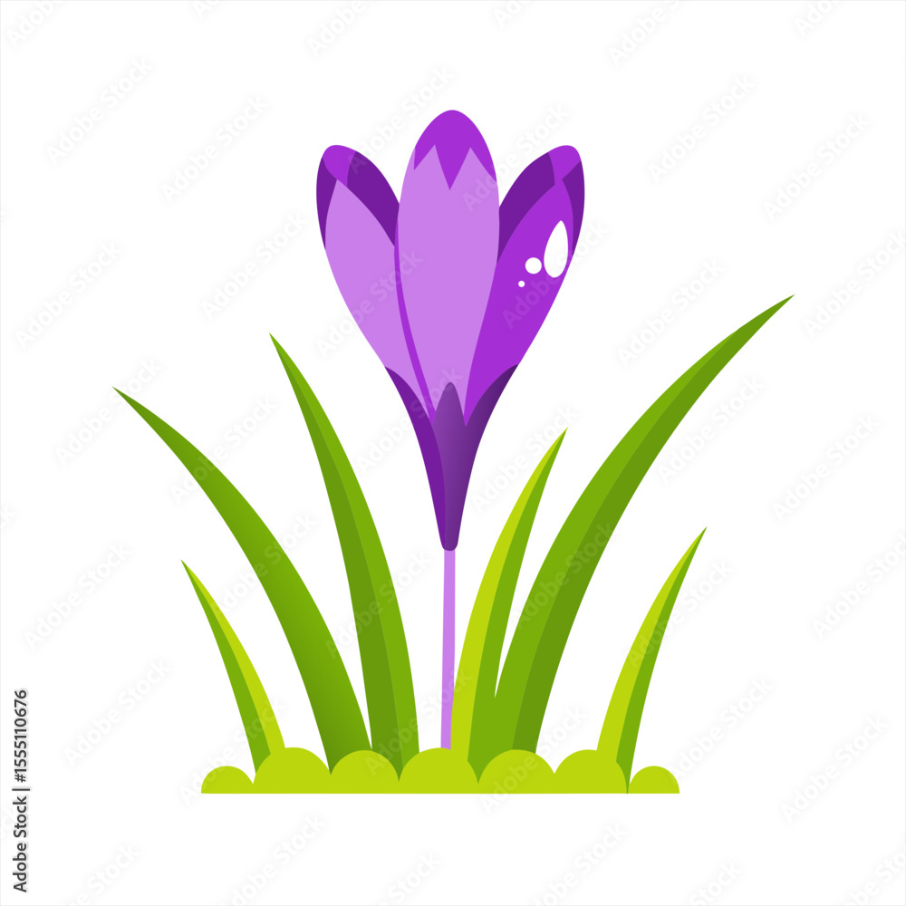 Poster spring crocus flowers and dew drops in grass vector on white background