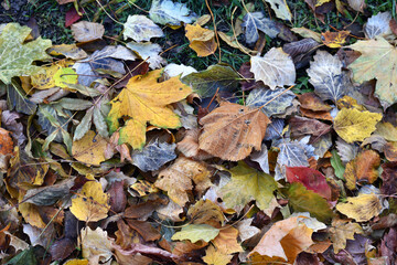 Dry leaves on the ground in a beautiful autumn forest. autumn background, fallen leaves in a forest...