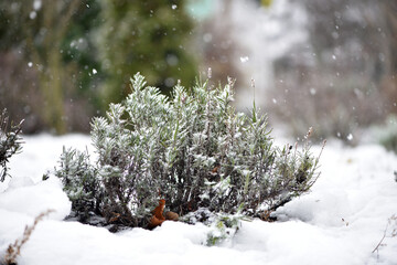 snow on green leaves lavender. Green bushes covered with white snow in a winter frosty park. A bed of green plants under a continuous layer of pure white snow. late autumn or early spring