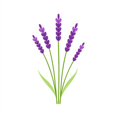 Fototapeta premium Spring Lavender Sprigs with Grass Vector Clipart on White Background