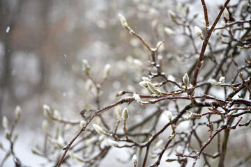 magnolia buds in ice. magnolia branch in early spring, close-up. Magnolia buds after the first snow. isolated on natural blurred background, cold time. macro photo, beauty of nature. frozen magnolia