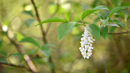 Prunus padus. common bird cherry. flowering tree. small white flowers on a branch. wild growing tree. bird cherry bush in spring, young green leaves. close-up. beauty of nature. natural background