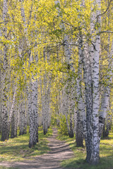 spring in the park