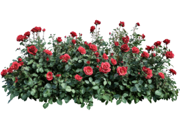 Vibrant flowerbed brimming with lush green foliage and striking red flowers during daylight in a garden setting