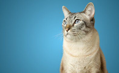 Tabby cat with blue eyes lookng serious elegant isolated on blue background