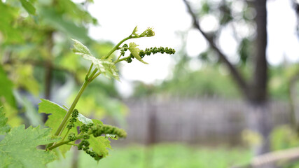 grape vine, young green leaf. Small green buds on the branches of grape vines. Young green leaves coming out from thick green buds. close up, macro photo. vineyard, farm. space for text