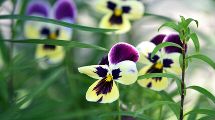 Viola tricolor. Viola plant with violet flower, Common Violet, pansy flower. delicate blue flowers...