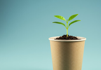 Small green plant growing in a brown paper cup against a light blue background studio shot view