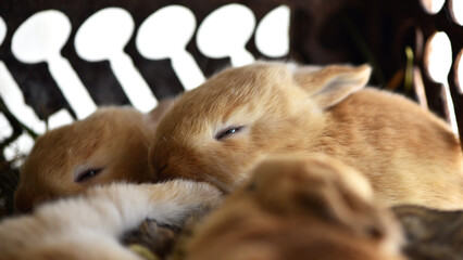 baby rabbit. New zealand red rabbit sits on dry grass on a before Easter. Little rabbits, on a livestock farm, lying in cages, sleeping. Red rabbits close-up. young brood. breed animals, pets