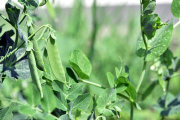 Young pea pods on a green pea plant. Pea pods ripening in the garden on sunny summer day. Beauty in...