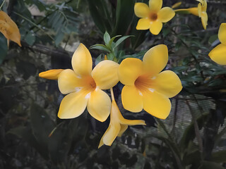 Obraz premium Vibrant Yellow Flowers in Full Bloom A Close-Up View