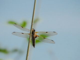 Four-spotted Chaser Perched on Stem