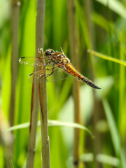 Four-Spotted Chaser Dragonfly Perched on Reed
