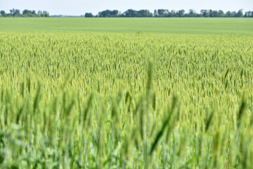 spikelets. Fresh green young unripe juicy spikelets of wheat on a blurred green field. Oats, rye, barley. harvest in spring or summer, closeup of a field. agricultural field, agriculture, farmland