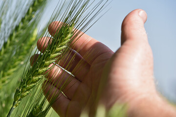 farmer's hand holding spikelets, close-up. Fresh green young unripe juicy spikelets of wheat. Oats, rye, barley. harvest in spring or summer. agricultural field, agriculture, farmland, business