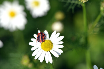 Graphosoma lineatum. Macro photo of a graphosoma bug, showing vivid stripes and delicate petal....