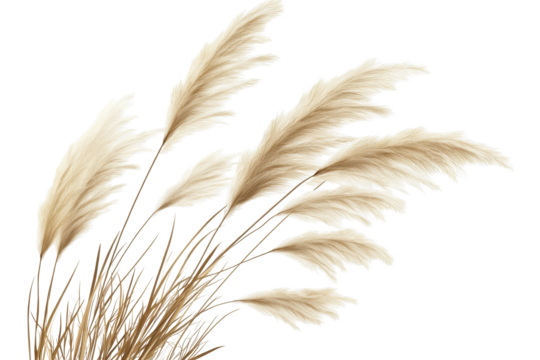 Reed grass on a transparent background showcasing delicate texture and natural beauty for artistic and design applications