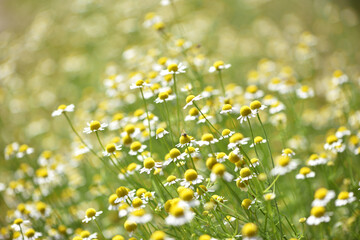 bee sits on delicate flower of white chamomile. Matricaria chamomilla, white wildflowers. beautiful white chamomile flowers on a field close-up on a summer day. floral background. beauty of nature